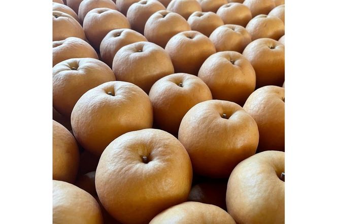 【先行予約／数量限定100】訳あり 新興梨　5kg（2026年10月中旬～発送）　FK00025