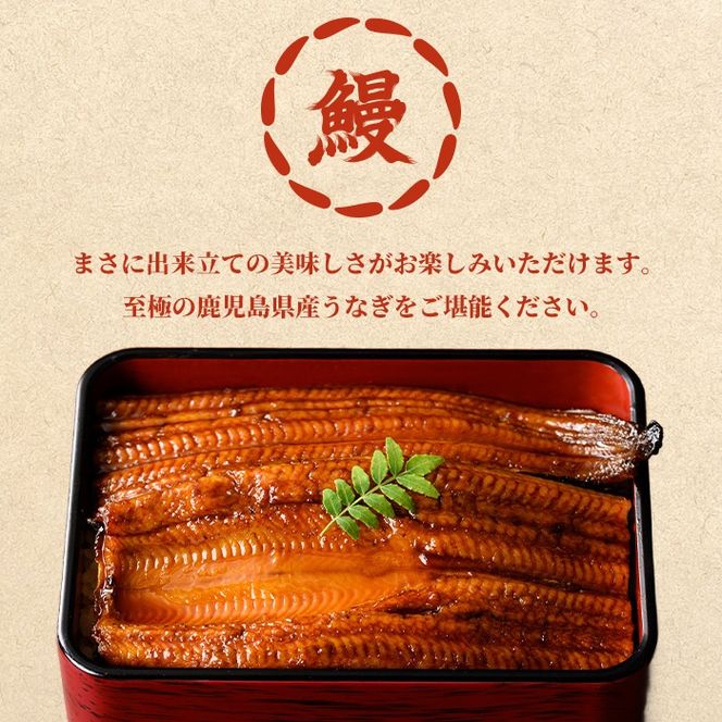 【0104347a-2611】＜11月上旬発送予定＞東串良町のうなぎ蒲焼(無頭)(2尾・計約300g・タレ、山椒付) うなぎ 高級 ウナギ 鰻 国産 蒲焼 蒲焼き たれ 鹿児島 ふるさと 人気【アクアおおすみ】