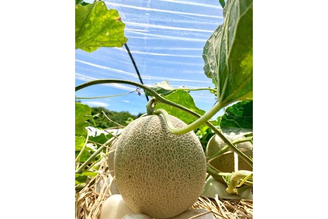 【ふるプレ限定品】【特別寄附額】【先行予約】京丹後・俵野産 砂丘メロン 2L以上 1玉（2026年7月下旬～発送）　IU00001P