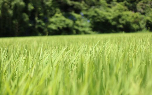 令和 5年 新米 6.5kg 吉本農園 米 お米 おこめ 白米 国産 コシヒカリ ブランド 炊きたて 冷めても 美味しい 旨味 甘み 愛媛県 愛南町 発送期間：8月20日～