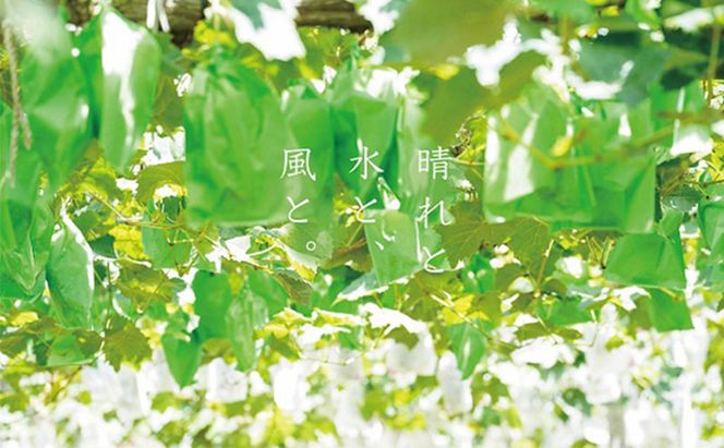 厳選 シャインマスカット・ニューピオーネ 2～3房 合計1.5kg以上 詰合せ 産地直送 朝採れ ぶどう 葡萄 Kawahara Green Farm 岡山県産 2026年 先行予約