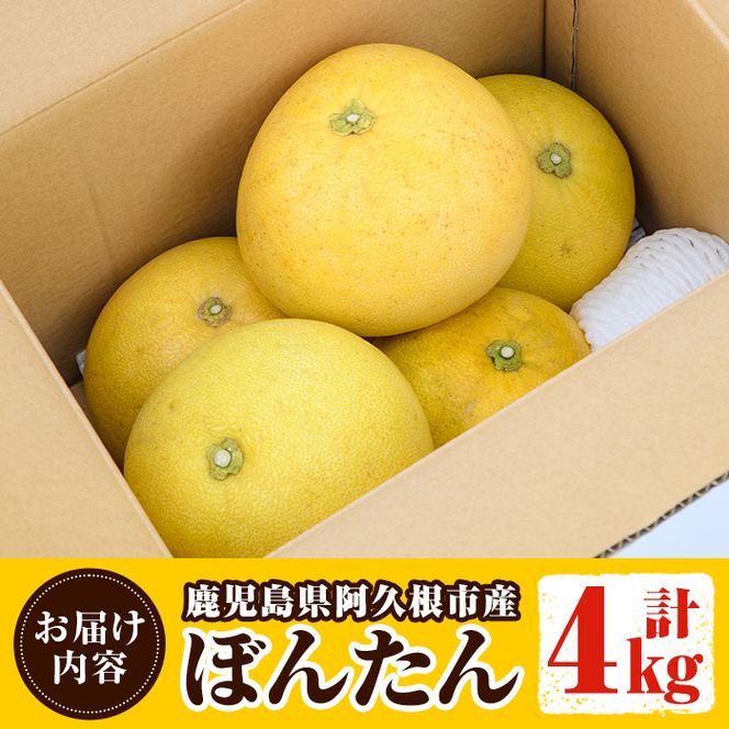 ＜先行予約受付中！2027年1月上旬以降順次発送予定＞数量限定！鹿児島県阿久根市産ボンタン(計4kg) 国産 ぼんたん 文旦 果物 くだもの フルーツ 柑橘【松永青果】akn053-01