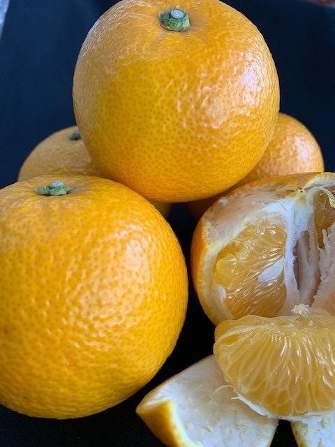 はっさく 赤秀品 Lサイズ 約5kg CC29