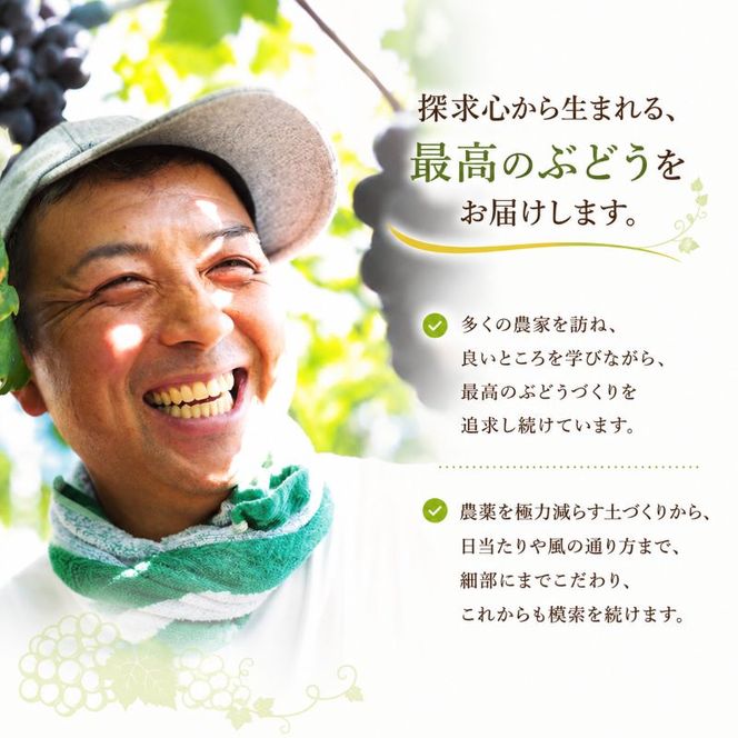 ぶどう シャインマスカット 2kg  3房～4房 1房 約500g～600g 葡萄 フルーツ 岡山 高梁市産 赤迫農園 2026年 先行予約