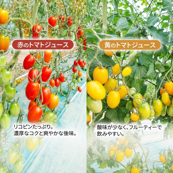 【先行予約】糖度平均9～10度！十勝 幕別産 ミニトマトジュース「自慢のトマトでつくりました。」赤720ml×1本・黄180ml×4本 セット［北海道ホープランド農場］食塩無添加【 トマト ミニトマト 飲料 ジュース 】