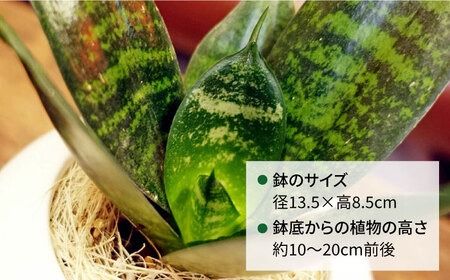マイナスイオン発生植物『 サンセベリア ・ グリーンハニー 』 糸島市 / cocoha [AWB033] サンスベリア 観葉植物 おしゃれ 小型 鉢 マイナスイオン サンセベリア ギフト