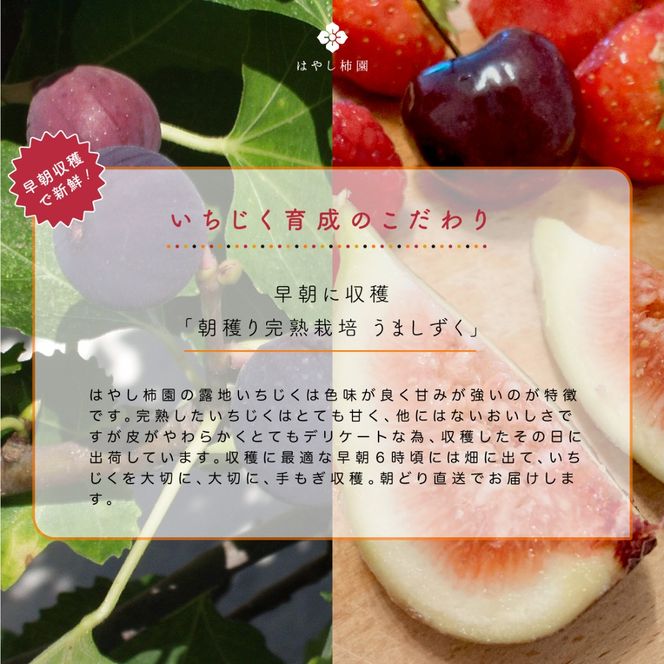 【先行予約】上品な甘みとうまみ！林柿園のいちじく うましずく12個 1.2kg ※2026年8月～発送