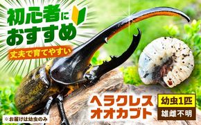 【配送不可地域：北海道・沖縄・離島】ヘラクレスオオカブト幼虫1匹（2〜3齢）愛西市 / 艶麗[AEDD004]