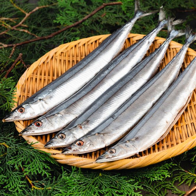 【宮古市】潮風さんま10本