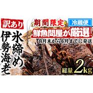 【0683209a】＜訳あり＞朝獲れ発送！鮮魚問屋が厳選した氷締め伊勢海老(2～5尾・総量2kg以上) 伊勢エビ 伊勢えび 刺身 さしみ えび 海老 魚介類 海鮮 刺身 塩焼き 訳あり 訳アリ 【江川商店】