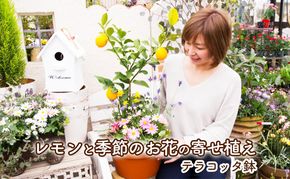 レモンの木 花 寄せ植え 5～6種類 レモンと季節のお花 テラコッタ鉢 植物 ガーデン インテリア ※配送不可:北海道、沖縄、離島 