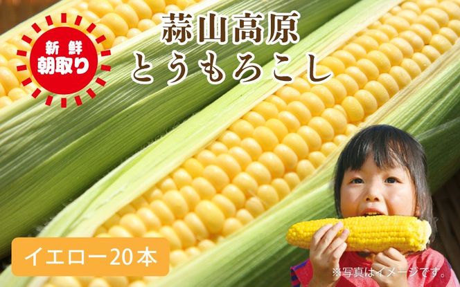 蒜山高原 とうもろこし イエロー20本 / 数量限定 人気 朝採り 新鮮 スイートコーン トウモロコシ 高糖度 甘い 夏野菜 岡山県 真庭市 産地直送 ギフト 【配送不可地域：北海道／沖縄県／離島】【jujy002-02】