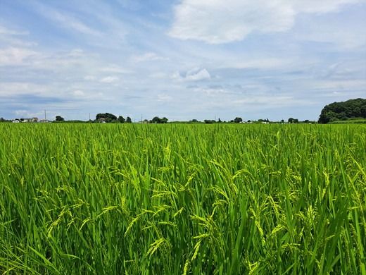 【令和6年産】コシヒカリ 精米 10kg【茨城県共通返礼品　美浦村産】　※2024年9月中旬頃より順次発送予定