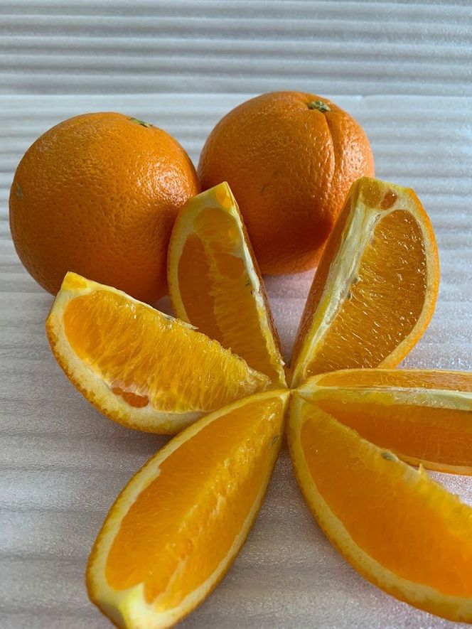 完熟ネーブルオレンジ 赤秀品 5kg（М・L・2L/サイズ指定不可） CC26