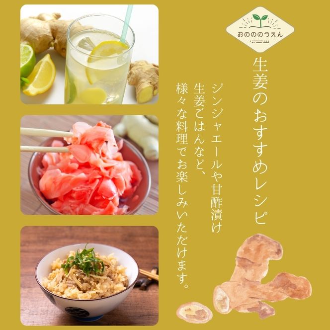 【2026年発送分予約】京都府産　新生姜 3kg 栽培期間中 農薬 化学肥料 除草剤不使用 生姜 しょうが 酢漬け 薬味 野菜 紅茶 ガリ チューハイ 健康 国産 おつまみ