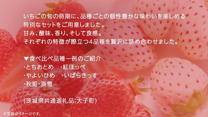 いちごの 食べ比べ 4品種×1パック【2025年12月上旬発送開始】(茨城県共通返礼品：大子町) いちご 苺 果物 フルーツ 果実