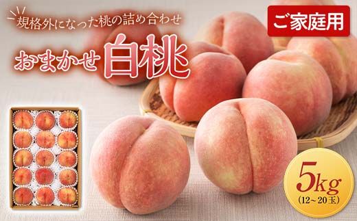 FYN6-593 ≪2026年先行予約≫ご家庭用 山形県産 おまかせ 白桃 約5kg(12～20玉) 2026年8月上旬から順次発送 夏果実 果実 果物 くだもの フルーツ 桃 もも ピーチ 家庭用 自宅用 訳あり 農業者 農家 支援品 産地直送 山形県 西川町 月山
