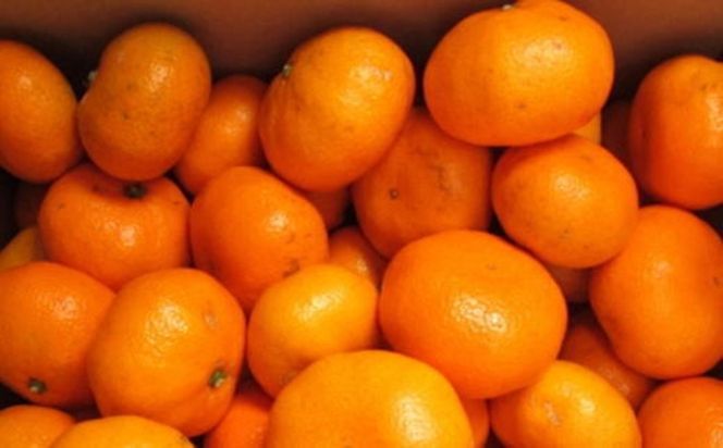 【有田のブランドみかん】田村みかん 大玉 約9kg (2Lサイズ)