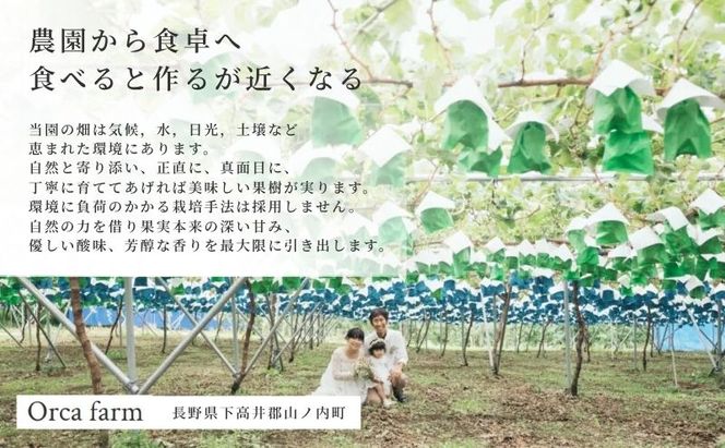 【2026年10月～発送】ぐんま名月 家庭用 約5kg りんご リンゴ 林檎 果物 フルーツ 長野県 長野 山ノ内町