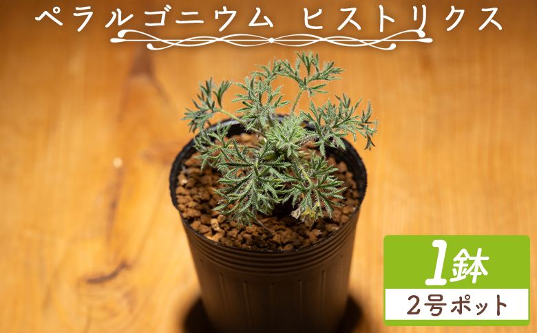 塊根植物 ヒストリクス ペラルゴニウム - 植物 インテリア ナチュラル 自然 グリーン 観葉植物 おしゃれ 癒し かわいい 多肉植物 塊根植物 サキュレントフィールド Succulent field 高知県 香南市 常温 cc-0018