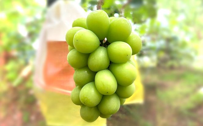 【2026年9月～発送】ぶどう ぶどうの宝石箱  岡田さんおまかせ詰め合わせ家庭用粒入れ約1.5kg 山ノ内町産 ブドウ 葡萄