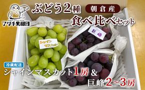シャインマスカット 1房 巨峰 2～3房 ぶどう 食べ比べ セット 2種類 配送不可 離島 フルーツ 果物類 高級フルーツ 