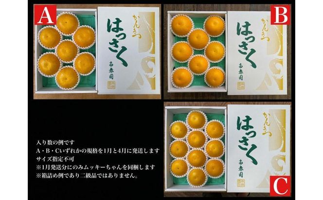 1・4月発送 全2回 定期便 はっさく マニア 貯蔵 ＆ 木成完熟 傷あり 二級品 7 ～ 10玉 化粧箱 和歌山 有田 南泰園 BS182