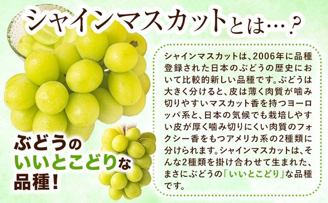 【2026年発送先行予約】シャインマスカット 約2kg (3-4房入) 《2026年9月上旬-11月中旬頃出荷》ぶどう ブドウ 葡萄 マスカット 果物 フルーツ ギフト 岡山県 笠岡市 フルーツ マスカット---kasaoka_zsy_222_20---