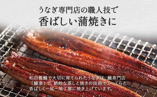 ふるさと納税限定　鹿児島県大崎町産 国産 うなぎ長蒲焼 3尾 計480g以上 | 鰻 うなぎ蒲焼き うな重 ひつまぶし ウナギ 蒲焼 人気 おすすめ 鹿児島 大隅半島 DU002　 464686_DU002
