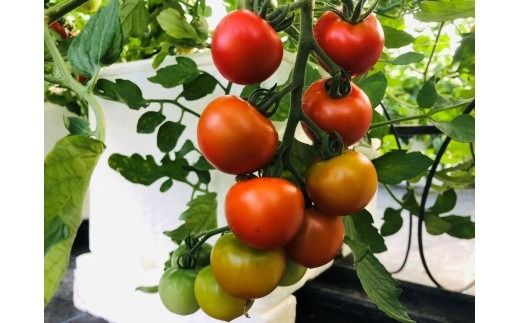 【数量・期間限定】新潟県村上市産  フルーツミニトマト「エコスイート」 1.5kg～ 食べるトマトジュース！一度食べたら忘れられない味～（みどり認定事業者）1040011