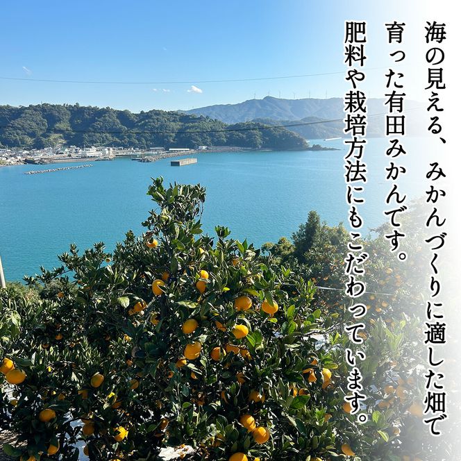 DZ6013n_11_【2026年11月発送】秀品 有田みかん 和歌山県産 S～Lサイズ 大きさお任せ 約5kg