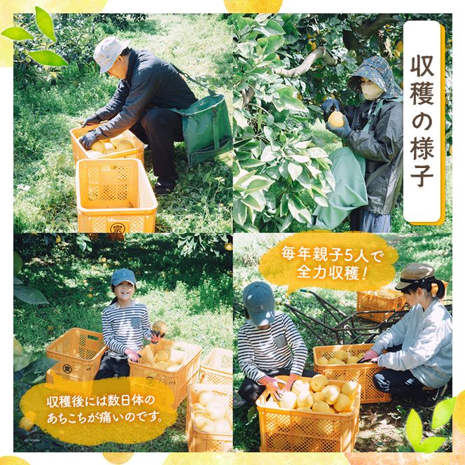 ＜先行予約受付中！2027年3月中旬以降順次発送予定＞訳あり 河内晩柑(S～L・18個・約6kg) 柑橘 フルーツ 果物 国産 みかん 期間限定 数量限定 【株式会社土曜日】akn069-13