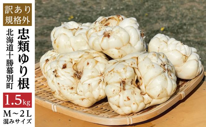 規格外】十勝幕別 忠類ゆり根 1.5kg（M～2L）9～15玉【 北海道 幕別町