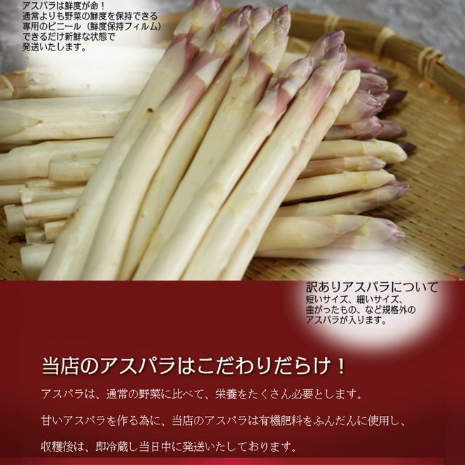【2026年春発送】訳あり ホワイト アスパラ サイズ混合 【1kg】65本前後 富良野産 アスパラガス 大容量