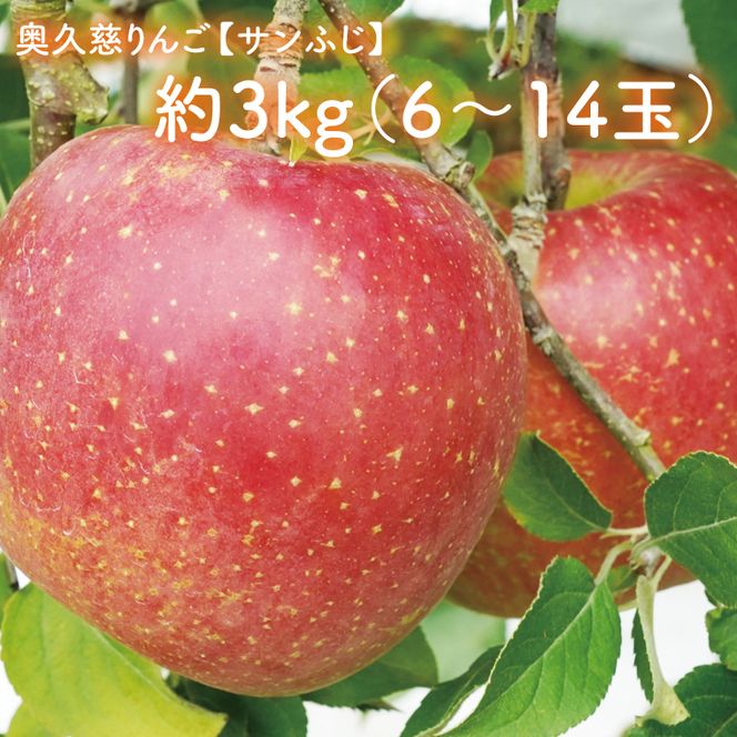【数量限定/先行予約】奥久慈りんご「サンふじ」約3kg（6～14玉）【2026年11月上旬頃発送予定】斉藤りんご園第2直売所｜茨城県 大子町 樹上完熟 林檎 果物 フルーツ 旬 産地直送 （CG007-1）
