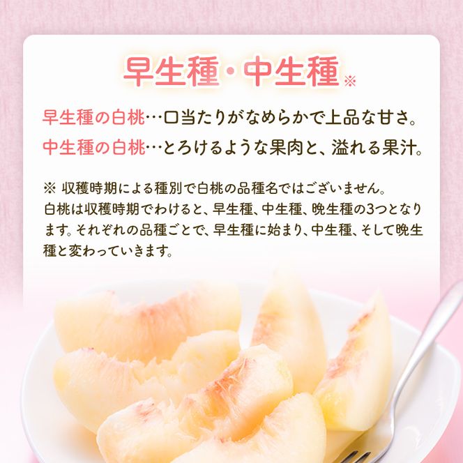 桃 2026年 先行予約 岡山 白桃 ロイヤル 4～6玉 約1kg JA おかやま のもも（早生種・中生種） もも モモ 岡山県産 国産 フルーツ 果物 ギフト 