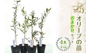 【ハーブショップYOU'樹】【おまかせセット】オリーブの苗セット 4号鉢 4本 SWBE003