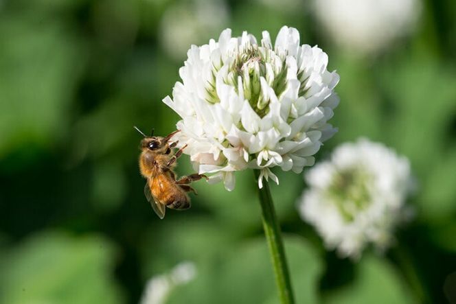 193.国産天然 非加熱はちみつ 380g 2本セット「春の百花」「6.18」