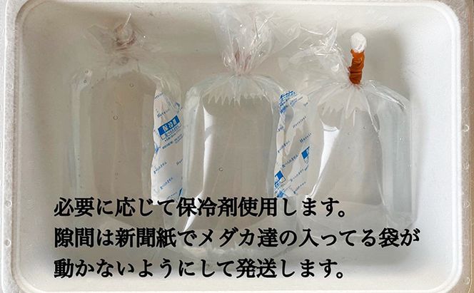 菊まるめだかの【イチオシめだか３種セット】計24匹 生き物 メダカ お魚 ペット 