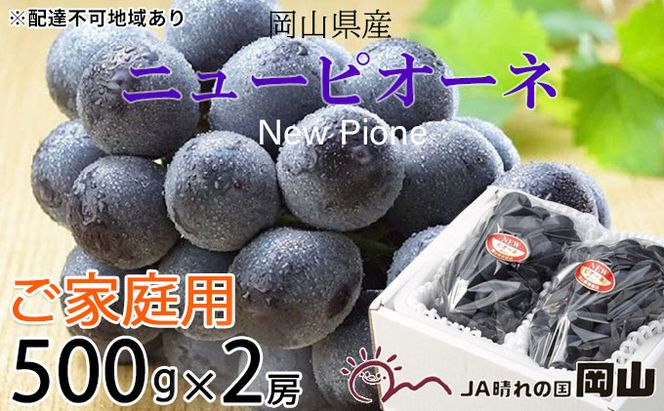 ぶどう 2026年 先行予約 ご家庭用 ニュー ピオーネ 約500g×2房 ブドウ 葡萄  岡山県産 国産 フルーツ 果物 巨峰 美しい 外観 大粒 高糖度 種なし 皮ごと 芳醇 酸味 美味しい 絶妙 バランス 大人気 