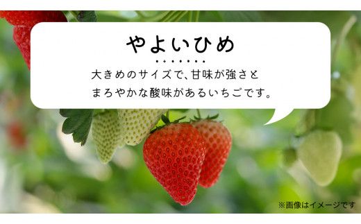 【 先行予約 】 【 定期コース 】 厳選 いちご 4パック 【 毎月 第1木曜に全3回発送 初回発送 2027年1月7日 】 (常陸太田市 共通返礼品 ) 約260g×4パック いばらキッス ひたち姫 やよいひめ から 厳選して お届け 定期便 いちご 数量限定 果物 くだもの フルーツ 苺 イチゴ 数量限定