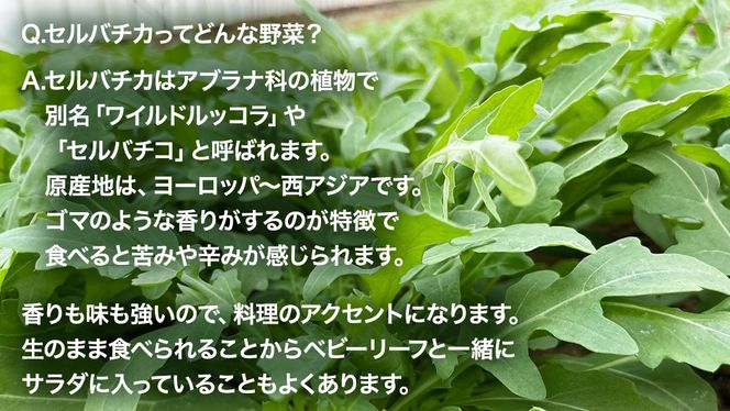 つくばみらい市 で栽培した セルバチカ ( ワイルドルッコラ ) 500g サラダ さらだ ルッコラ ハーブ 新鮮 国産 辛い セルバチコ ベビーリーフ イタリア野菜 イタリア料理 イタリアン パスタ 高級 トッピング 大容量 たっぷり [DS09-NT]