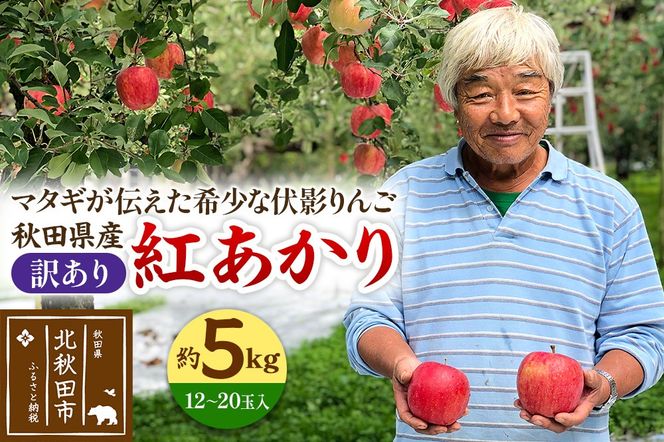 りんご 紅あかり（訳あり）約5kg (12～20玉入) 伊東さんの「伏影りんご」 令和7年産 秋田県産 個数限定 リンゴ マタギのりんご|itff-00005