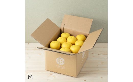 【先行予約】☆至高の柑橘　高知産 土佐文旦☆ M  28玉入【家庭用】〈2027年1月下旬頃より順次発送〉ぶんたん ブンタン 果物 柑橘 フルーツ お取り寄せ おいしい 美味しい 故郷納税【TAMURAKAJUEN】