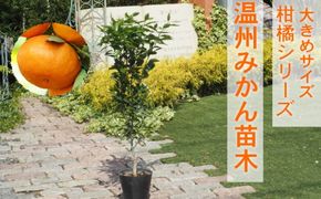 苗木 柑橘苗 大きめサイズ 温州みかん 1本 配送不可 北海道 沖縄 離島 果物の苗木 みかんの苗木 植物 豊産性 よく実る 簡単 庭 ガーデニング 