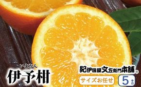  伊予柑 5kg サイズおまかせ / 蜜柑 みかん いよかん 柑橘 果物 フルーツ 紀伊国屋文左衛門本舗 ※2027年1月中旬～2月中旬頃順次発送予定(お届け日指定不可)　【kmtb009-r-5】