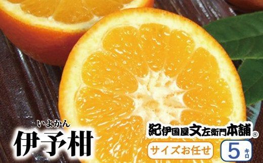  伊予柑 5kg サイズおまかせ / 蜜柑 みかん いよかん 柑橘 果物 フルーツ 紀伊国屋文左衛門本舗 ※2027年1月中旬～2月中旬頃順次発送予定(お届け日指定不可)　【kmtb009-r-5】