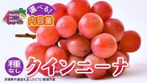 ＼選べる内容量／ クインニーナ 約1.3kg ～ 5kg 【2026年8月より発送開始】（茨城県共通返礼品 [ぶどう]：結城市産） ぶどう ブドウ 葡萄 クインニーナ 種なし 皮ごと 高級 国産 ふるさと納税