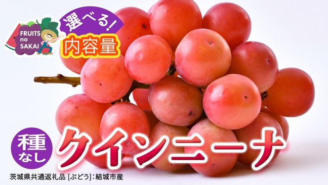 ＼選べる内容量／ クインニーナ 約1.3kg ～ 5kg 【2026年8月より発送開始】（茨城県共通返礼品 [ぶどう]：結城市産） ぶどう ブドウ 葡萄 クインニーナ 種なし 皮ごと 高級 国産 ふるさと納税