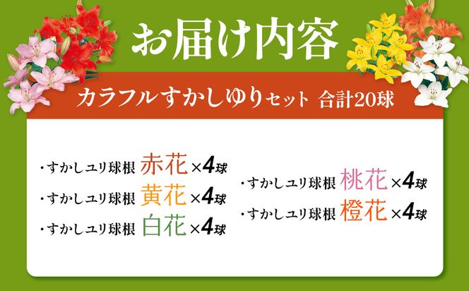 【期間限定】ユリ球根 カラフルすかしユリセット5色20球 花 フラワー 園芸 ガーデニング 植物 高品質 送料無料